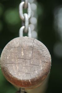 Close-up of tree trunk