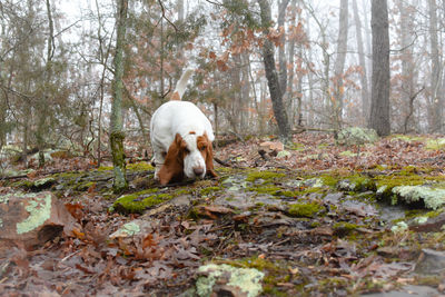 View of a dog in the forest