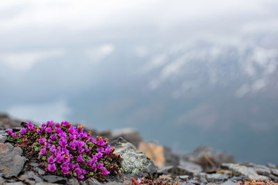 Close-up of pink flowering plants against mountain