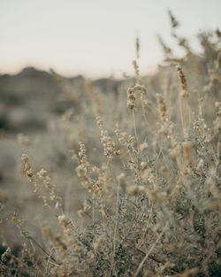 Close-up of stalks in field