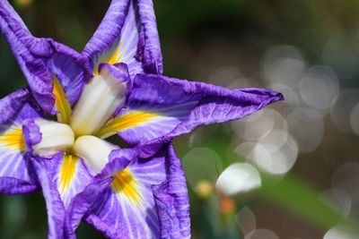 Close-up of purple flowers blooming