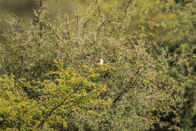 Plants growing on land