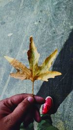 Close-up of hand holding maple leaf during autumn