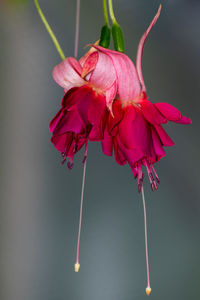 Close-up of wilted flower