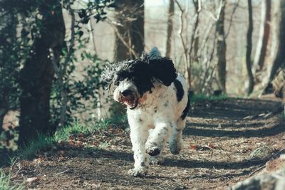 Dog standing on tree trunk