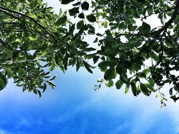 Low angle view of tree against sky