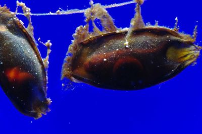 Close-up of jellyfish swimming in water