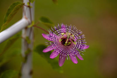 Rare purple passiflora miersii flower blooms on a vine in a botanical garden in southern florida.