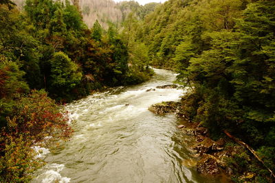 View of stream along plants