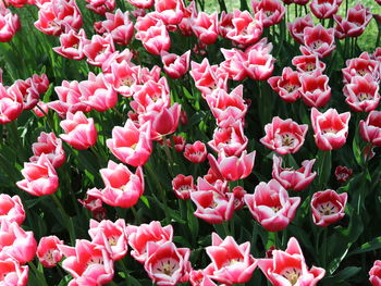 Full frame shot of pink flowering plants