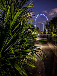 Palm trees against sky at night