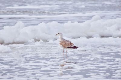 Seagull perching on a snow