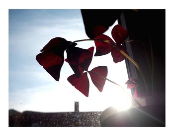 Low angle view of flower against sky