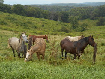 Horses on field against trees