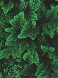 Full frame shot of fresh green leaves