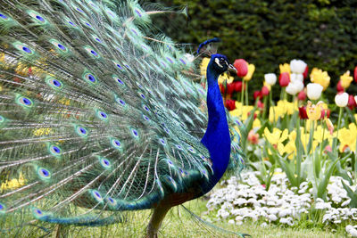 Peacock with tail extended in spring.