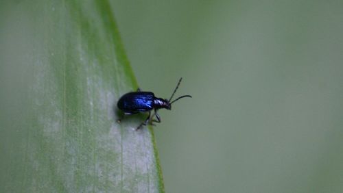 Close-up of insect on wall