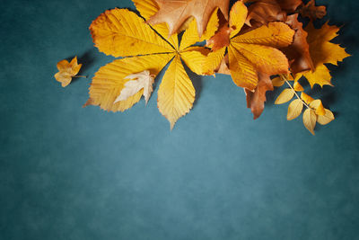 Close-up of maple leaves against blue background