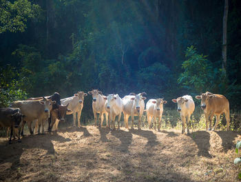 Cows standing against trees