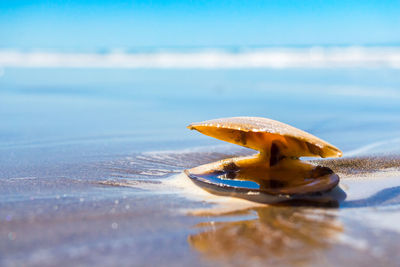 Close-up of leaf floating on water at beach against sky