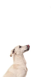 Close-up of a dog over white background