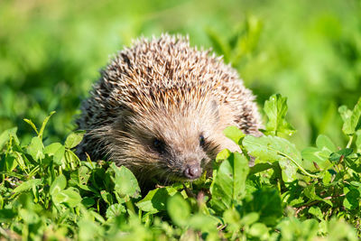 Close-up of an animal on field