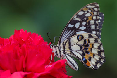 Close-up of butterfly pollinating on red flower