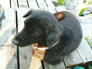 Close-up of bird on wall