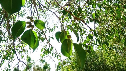 Low angle view of tree