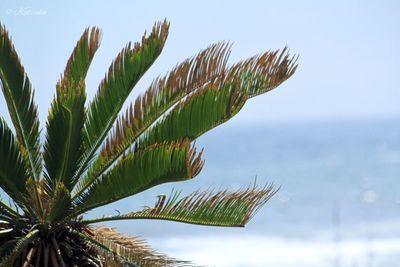 Close-up of fresh green plant against sky