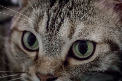 Close-up portrait of a cat