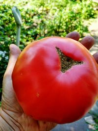 Close-up of red tomatoes