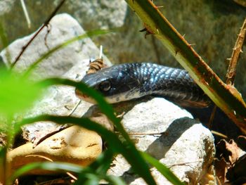 Close-up of an animal