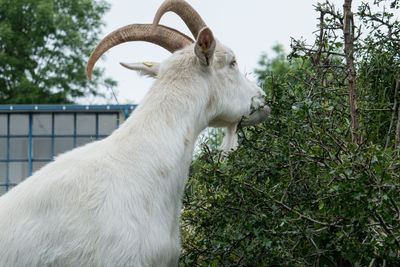 White horse standing on a land