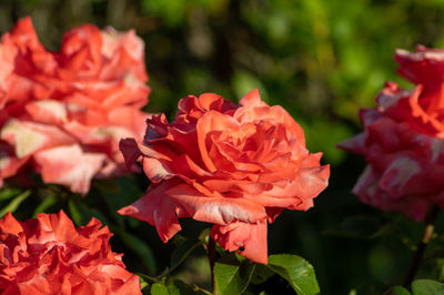 Close-up of red rose