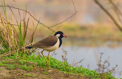 Bird perching on a lake