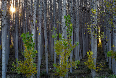 Panoramic view of pine trees in forest