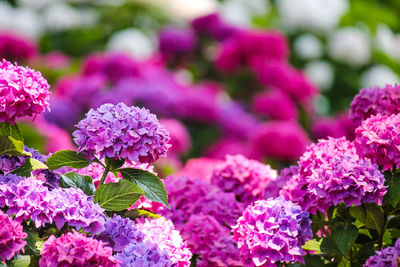 Close-up of pink flowering plant