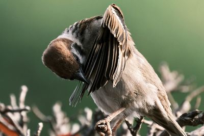 Close-up of bird perching on branch