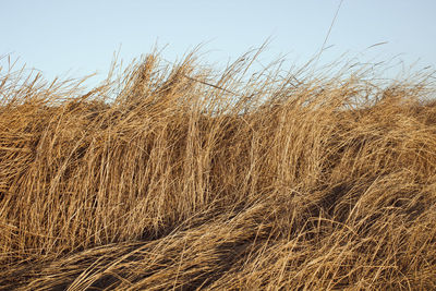 Close-up of wheat field against clear sky