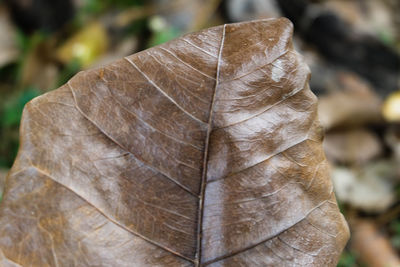 Close-up of dried leaf