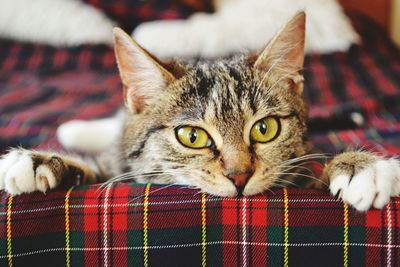 Close-up portrait of cat