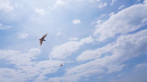 Low angle view of seagulls flying