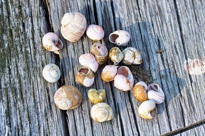 High angle view of shells on table