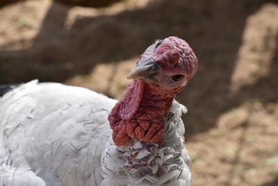 Close-up of a bird