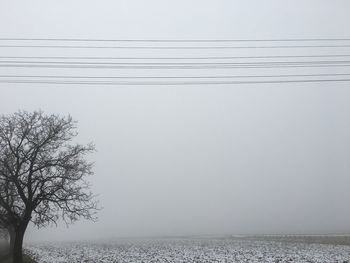 Bare tree on field in foggy weather