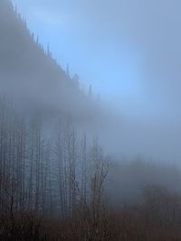 Scenic view of trees during foggy weather against sky