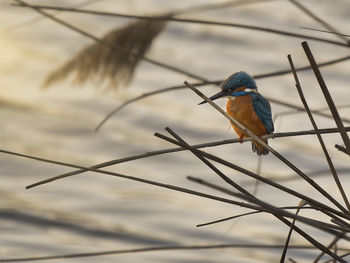 Close-up of bird perching on branch