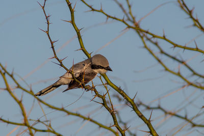 Low angle view of bird perching on branch