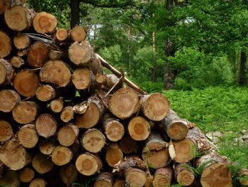 Stack of logs in forest